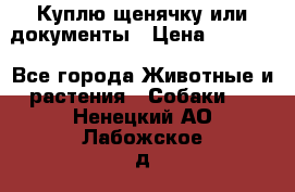 Куплю щенячку или документы › Цена ­ 3 000 - Все города Животные и растения » Собаки   . Ненецкий АО,Лабожское д.